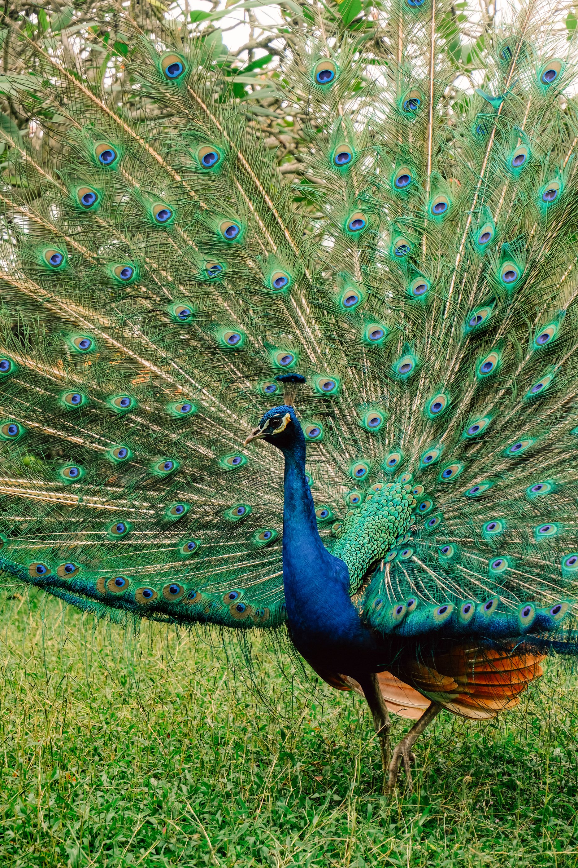 A peacock photographed in the resort garden in the official presentation