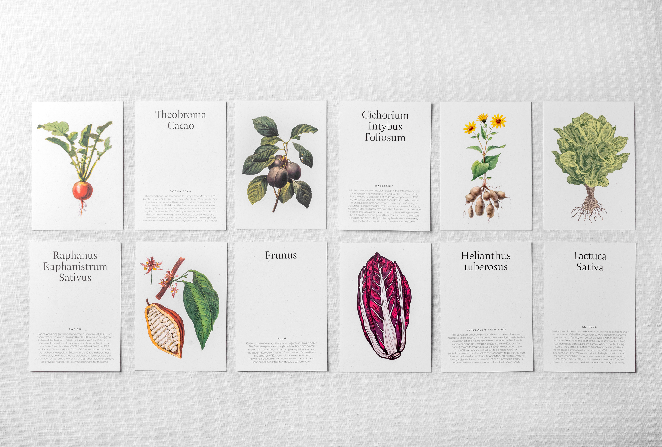 Botanical illustrations of named plants in the restaurant’s official imagery.
